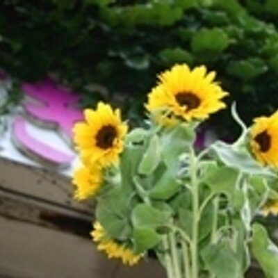 府中の花屋 吉垣親伸 Yoshigaki Chika Yoshigaki Twitter