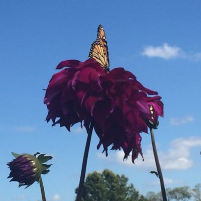 socontagious19's profile picture. 