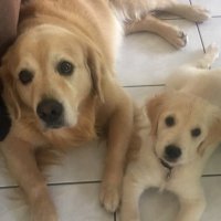 Yogi & Daisy-Boo (@wbwilkins68) 's Twitter Profile