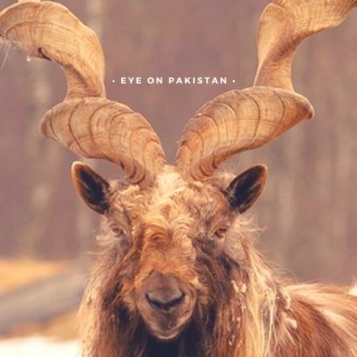 87_pakistan Profile Picture