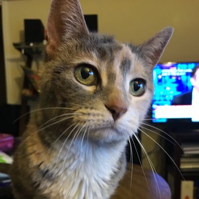 NoneOfThatThx's profile picture. Rockit! (Herbie Hancock) because everything is temporary anyway (Edie Brickell & New Bohemians). 80’s kid✌🏼✌🏼RTs mostly imply agreement. Mostly.