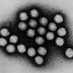 Javier Sánchez Céspedes (@jsc_bacterio) Twitter profile photo Javier Sánchez Céspedes (@jsc_bacterio) Twitter profile photo