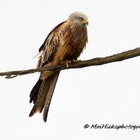 Sofa Birding (@sofabirdermoi) 's Twitter Profile