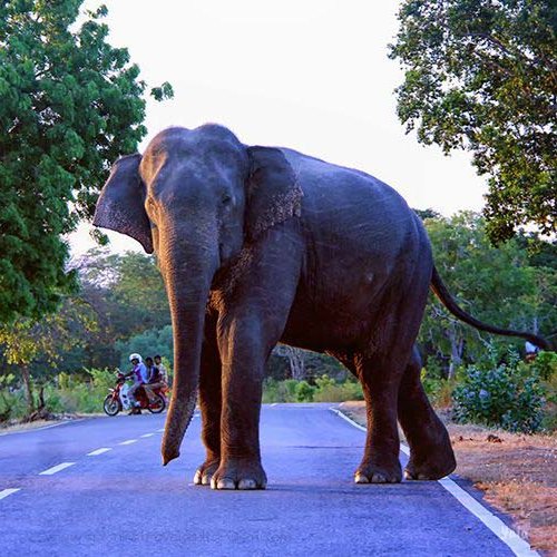 shanakatours's profile picture. 