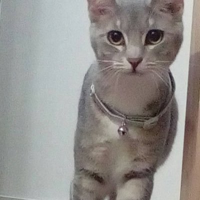俳句(2018年3月22日〜)|ことのはをととのえる仕事をしています|ねこの下僕。アイコンはすみれ(女の子・8歳)|第二回鱗kokera賞奨励賞|いつき組|秋俳句会(2020年9月入会・2022年4月〜同人)|「秋」編集部 https://t.co/9UBxXi37PC