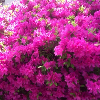 merigomerigo234's profile picture. Unuuu...