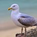 The Groundhopping Seagulls (@tgs1918) Twitter profile photo The Groundhopping Seagulls (@tgs1918) Twitter profile photo