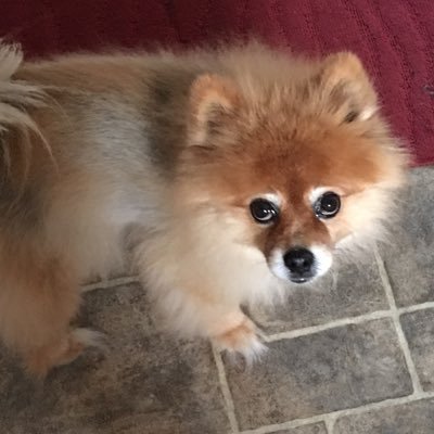 TikithePom's profile picture. 