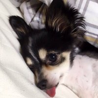 ギフテッドの犬 (@westwest0602) 's Twitter Profile