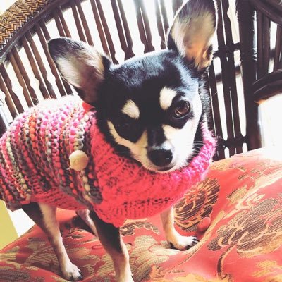 A chihuahua with a ton of costumes!🐶🕶 insta:chica.the_chihuahua