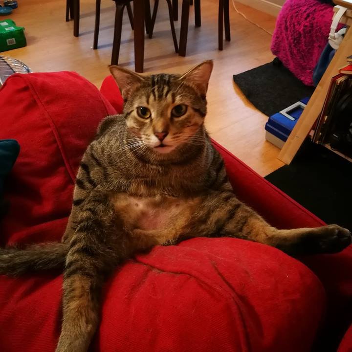 CaptMeowOtho's profile picture. I am a cat, my owner also sculpts minis and is a audio/visual artist