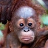 maraqueshmum's profile picture. 