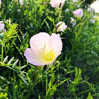 Backyard gardener ,grows hope with love. The sunshine never reaches here,the spring does step near; Grain-sized moss bud is so tiny，blooms proudIy Iike peony.