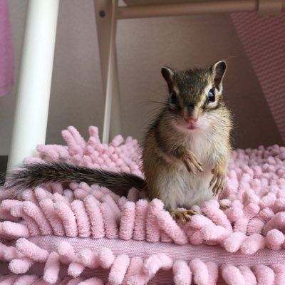 2018.3月生まれ/シマリス♀のすみれです🐿💕✱✱成長記録！たまに愛猫登場🐱本垢@irossoc