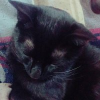 kogitsune@ (@kogitsune0504) 's Twitter Profile