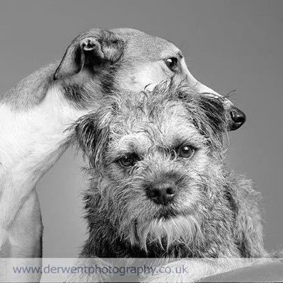 hshuttleworth's profile picture. Lives in Gorgeous West Cumbria with my family,2 border Terriers and lurcher, love the horses. I’m a happy Hammer and Southend United fan. ⚒⚒