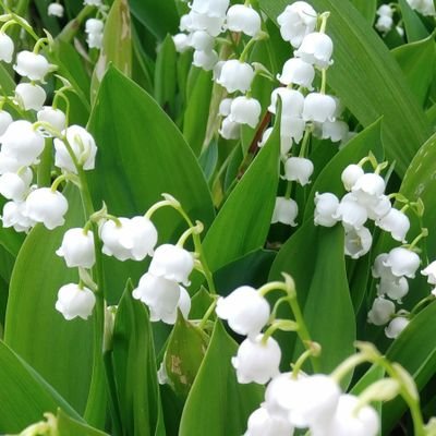 _convallaria_ Profile Picture