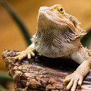 Sean mitchell cochran - @Lizard_warlock - Twitter