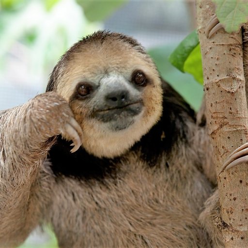 Sloth_Blog's profile picture. Considered Commentary and Passably Researched Opinion