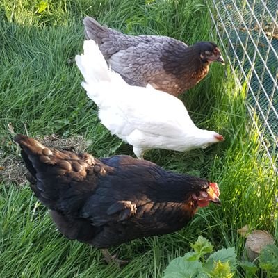 We are Henrietta, Hendrix and Henbest, the #Eggulators. We champion girls, tweet about girls' #education & #assertiveness - and life in the run.
Eggspect puns.