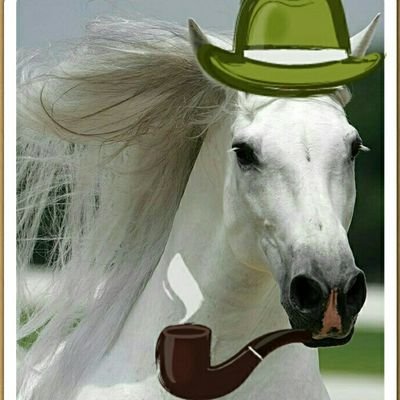 onnumerocan's profile picture. dört nal, bir hırka
(DM atmayın lütfen)