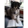 am_walper's profile picture. Geologist. Writer of Fantasy and SF. Not a NYT best-selling author. Just trying to get my stories out there. And pet dogs.
#amwriting #fantasy #amquerying