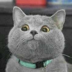 Viwasoo1's profile picture. 