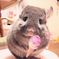 ユーリくんとフレンくん (@yuri_chinchilla) Twitter profile photo