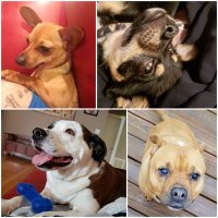 PIT/CHI/CHUG LIFE ❤🐶 (@htfleming73) 's Twitter Profile