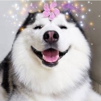 brother woof(@BrotherWoof) 's Twitter Profile Photo