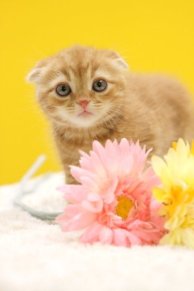 マーサスミス ねこカフェクラブ Marsasmith Twitter