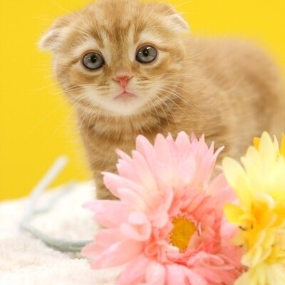 マーサスミス ねこカフェクラブ Marsasmith Twitter