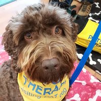 Rolo(@rolotherescue) 's Twitter Profile Photo