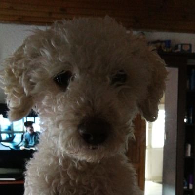 afernandez18's profile picture. 