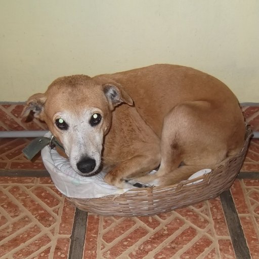 lindosloren's profile picture. mi pasion mis caninos😍😍😍😍😉