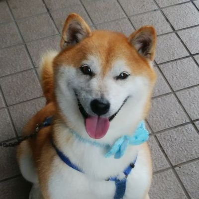 shiramasasasa's profile picture. 笹川邸、ぷれジョブ、サッカー等でつぶやきますので夜露死苦　新潟市