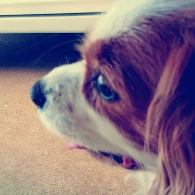 ruminamonck's profile picture. 