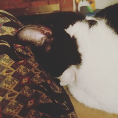 Fur momma of 3. Lover of pretty much everything.