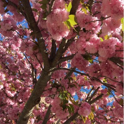 thinkdeep99's profile picture. thoughts that run through innocent minds...