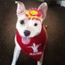 Ella.the.pitbull.therapydog (@etherapydog) Twitter profile photo Ella.the.pitbull.therapydog (@etherapydog) Twitter profile photo