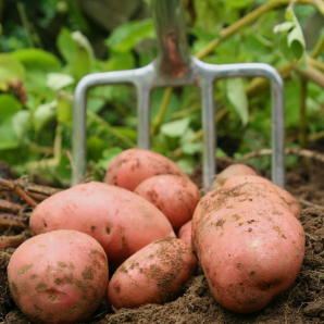 YarraValleyPro's profile picture. Local Produce Australia Pty Ltd