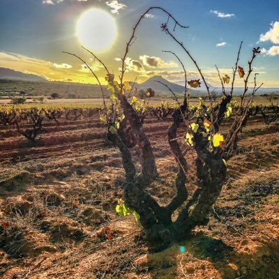 Viticulture, GIS, wine, nature and mountain biking! (All photos are property of https://t.co/WPpUOFl2TQ, unless otherwise stated) Views are my own.