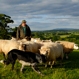 FarmersProduce's profile picture. FREE online advertising for Farmers Produce