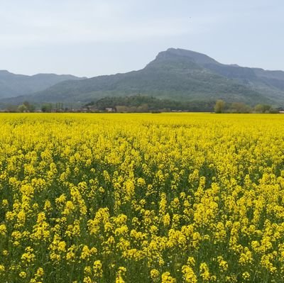 el_pajaro_loco1's profile picture. 