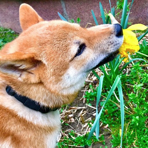 MultiColors5's profile picture. 🌺🦊🌻🌸🥝🍅🍎🍓🍏🍆🌶️🥒🥦🍋🍐🍎🍏