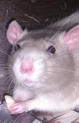 Hey! It's Riley. I'm making an account for my rat rambles because I feel annoying af and yeah so I guess this is a thing.