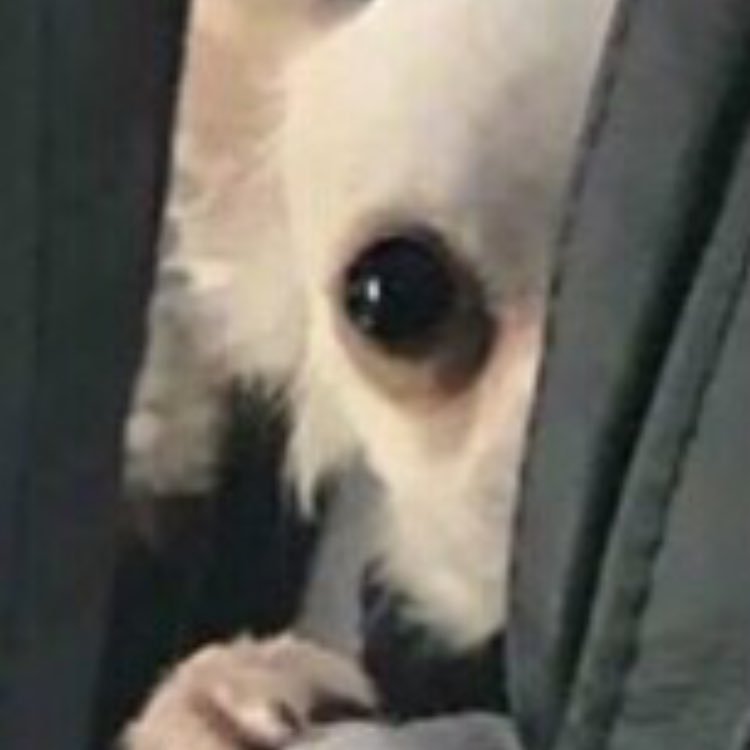 KevinThePigon's profile picture. Hello