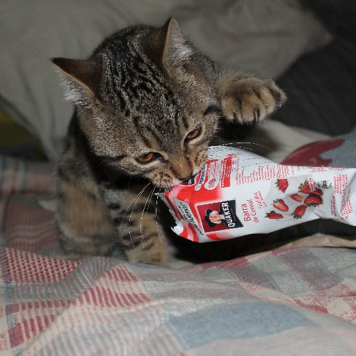 carloschile1966's profile picture. Ingeniero, Escéptico, Animalista, fotografo aficionado y aspirante al mejor papa y abuelo