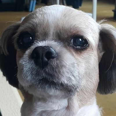 HanQさんのプロフィール画像