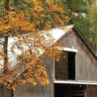 Virginia Equine Welfare Society (@vews_horses) 's Twitter Profile